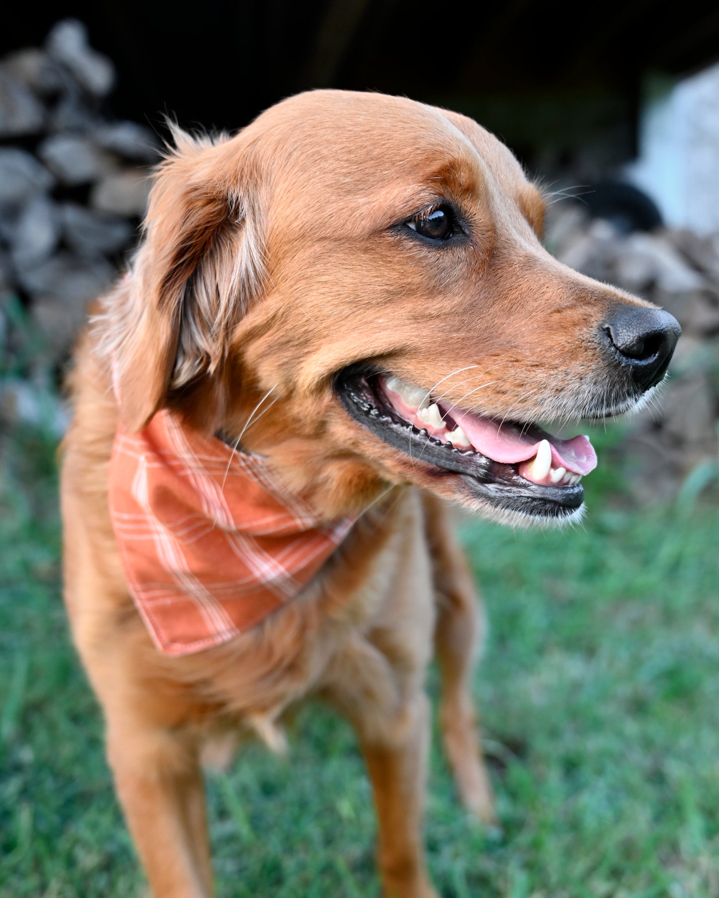 Cowhide Dog Bandanna