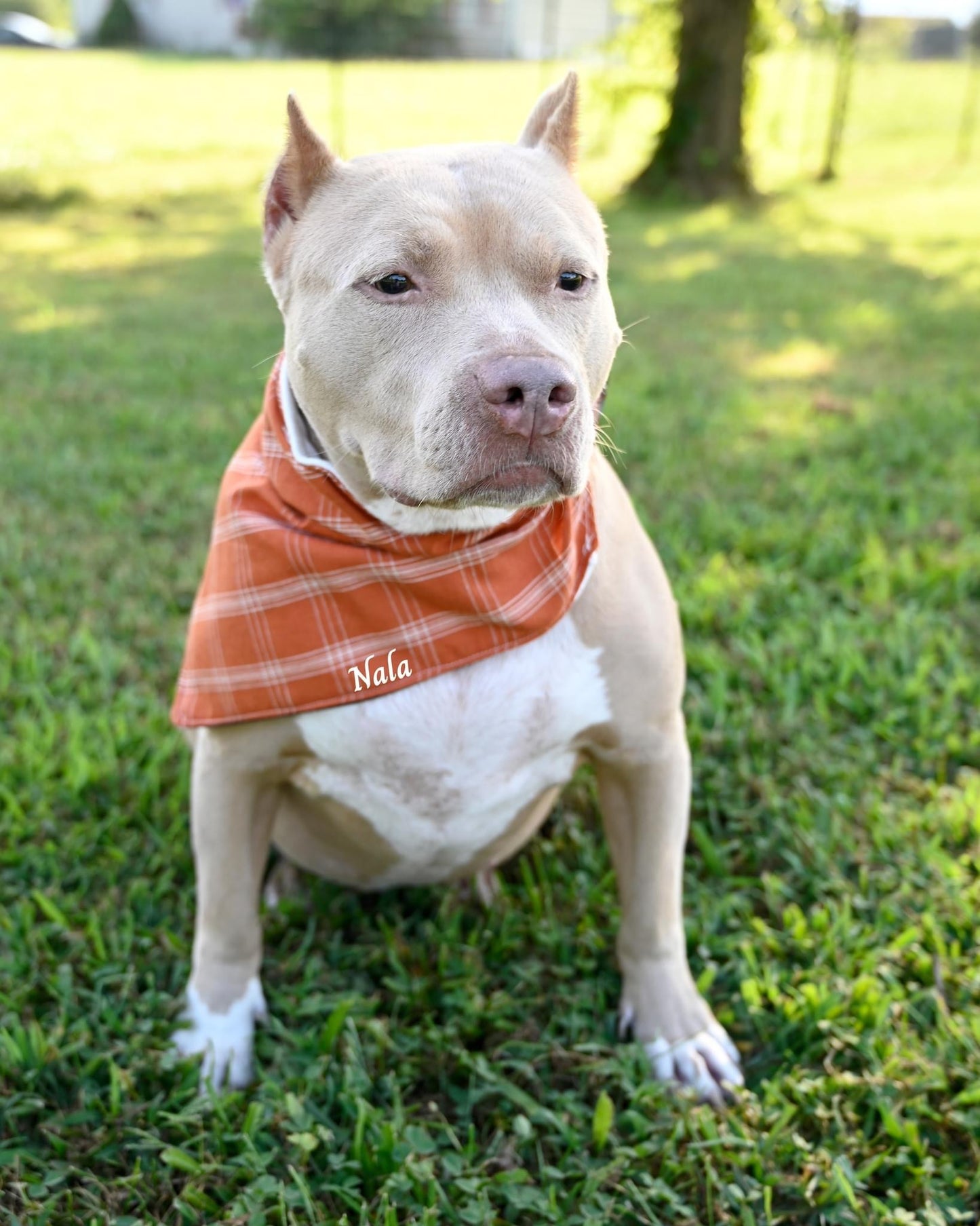 Cowhide Dog Bandanna