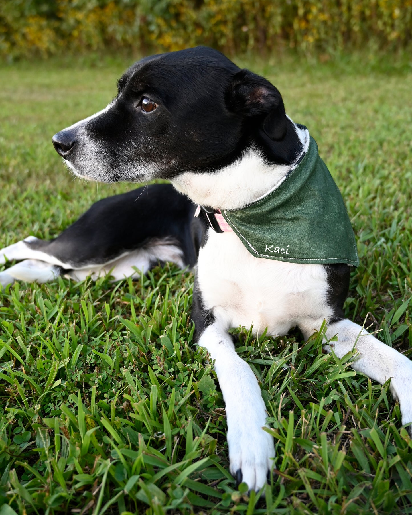 Cowhide Dog Bandanna