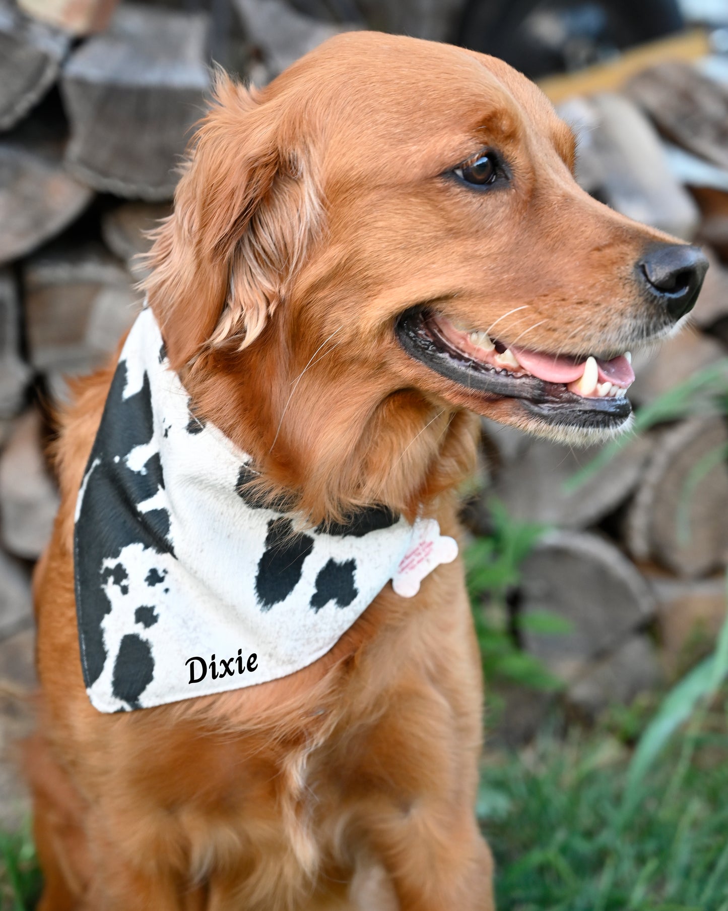 Cowhide Dog Bandanna