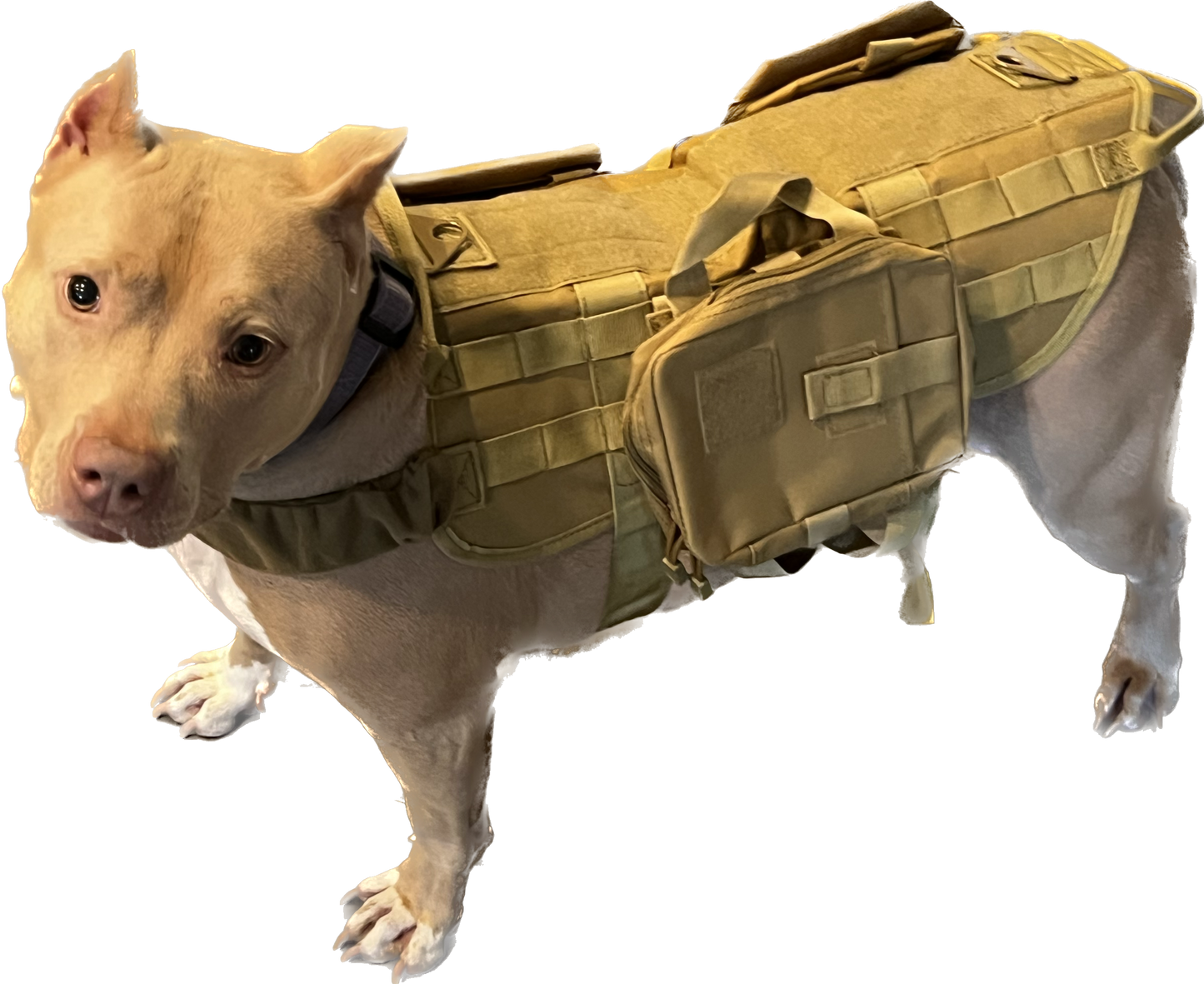 Tactical Dog Harness with Pockets